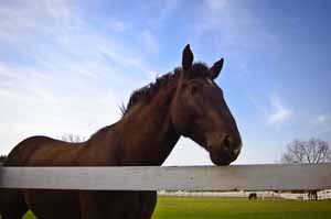 Horse Picture with Equine Assisted Therapy