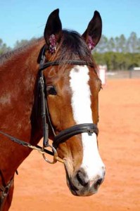 Equine Assisted Psychotherapy