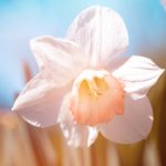 Dealing with a Loved Ones Cancer Diagnosis